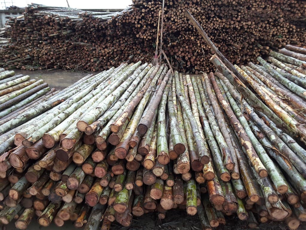 WOOD POLES FOR CONSTRUCTION